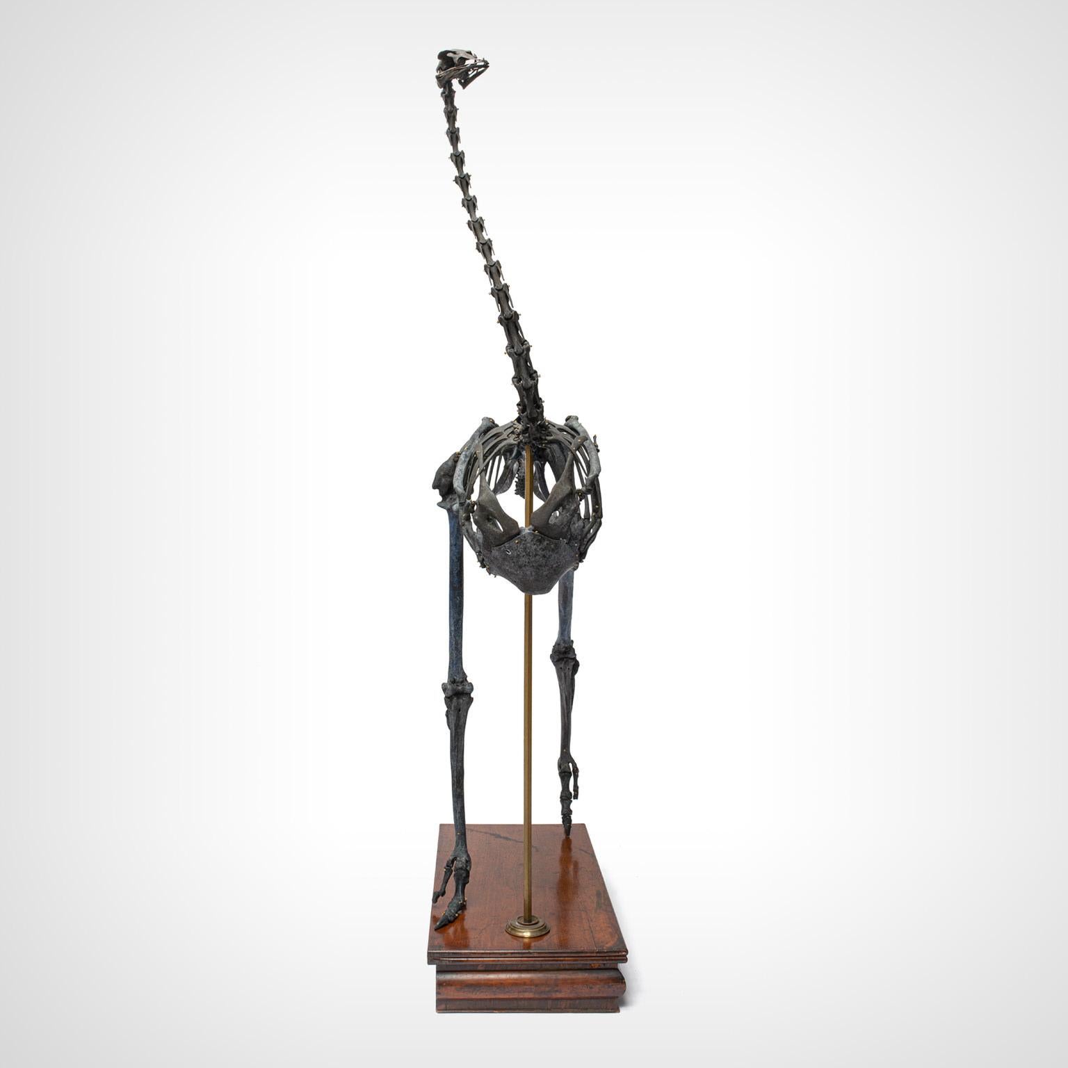 Skeleton en autruche de Darwin, Sinke Van Tongeren 7