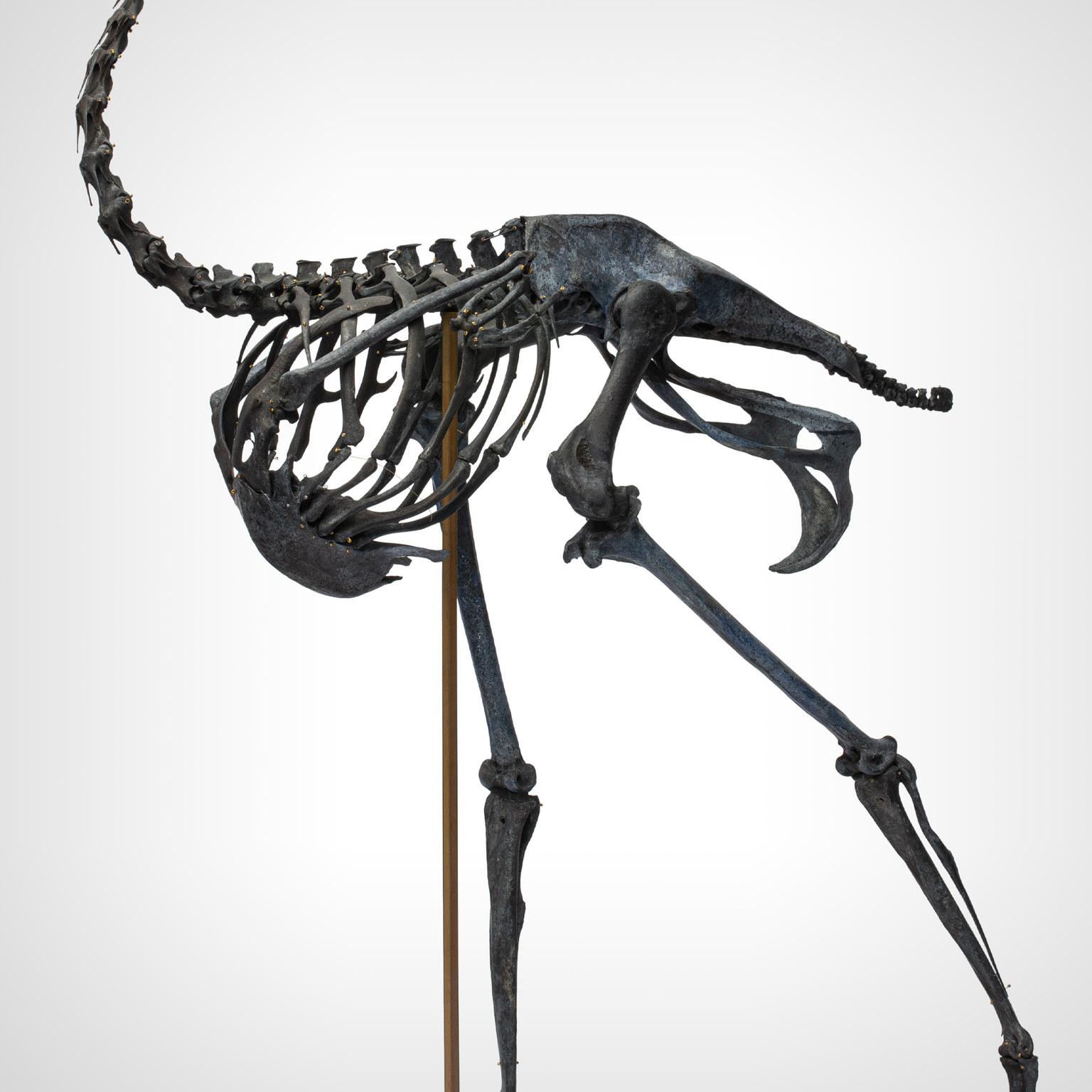 Skeleton en autruche de Darwin, Sinke Van Tongeren 8