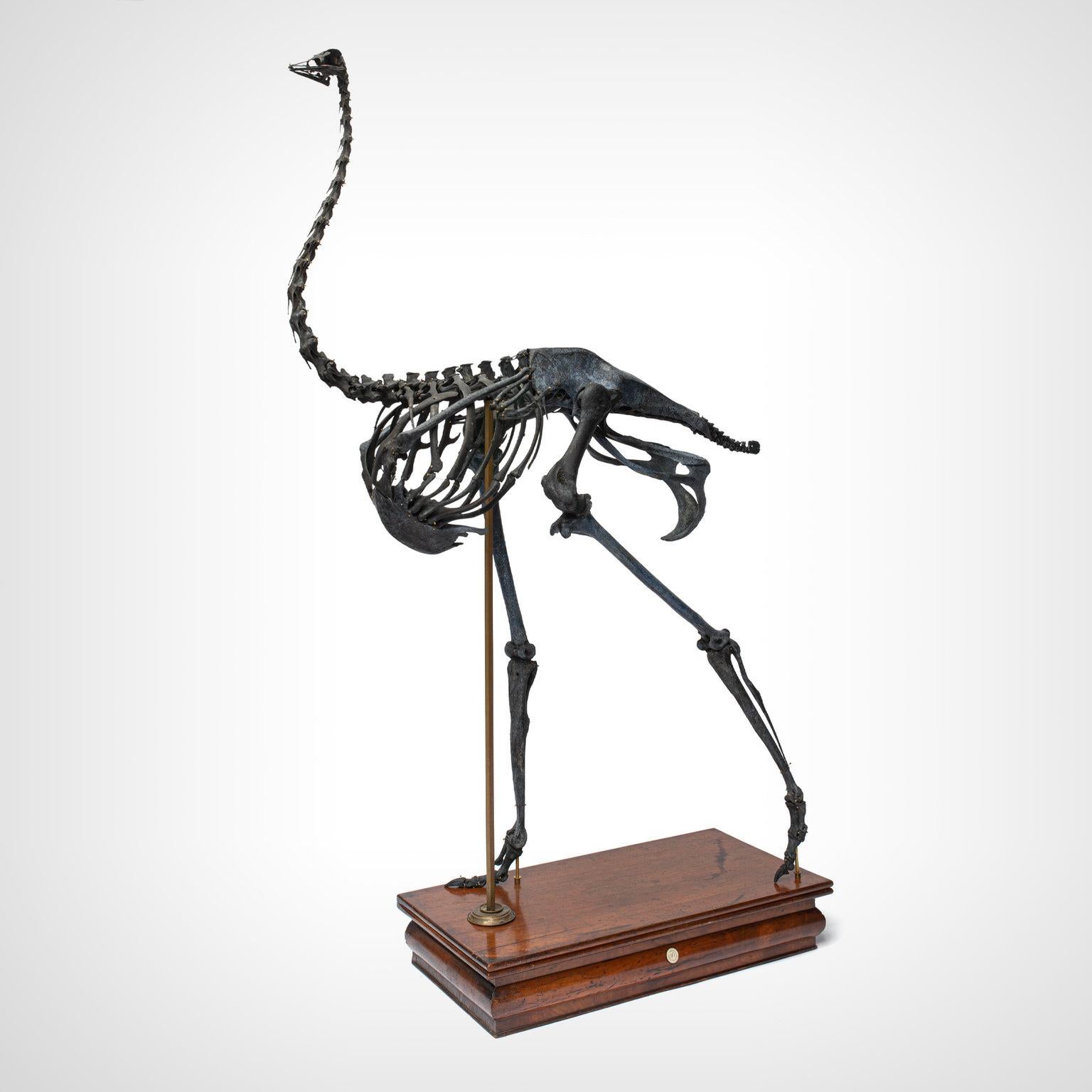 Skeleton en autruche de Darwin, Sinke Van Tongeren 9