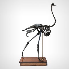 Ostrich Skeleton by Darwin, Sinke Van Tongeren