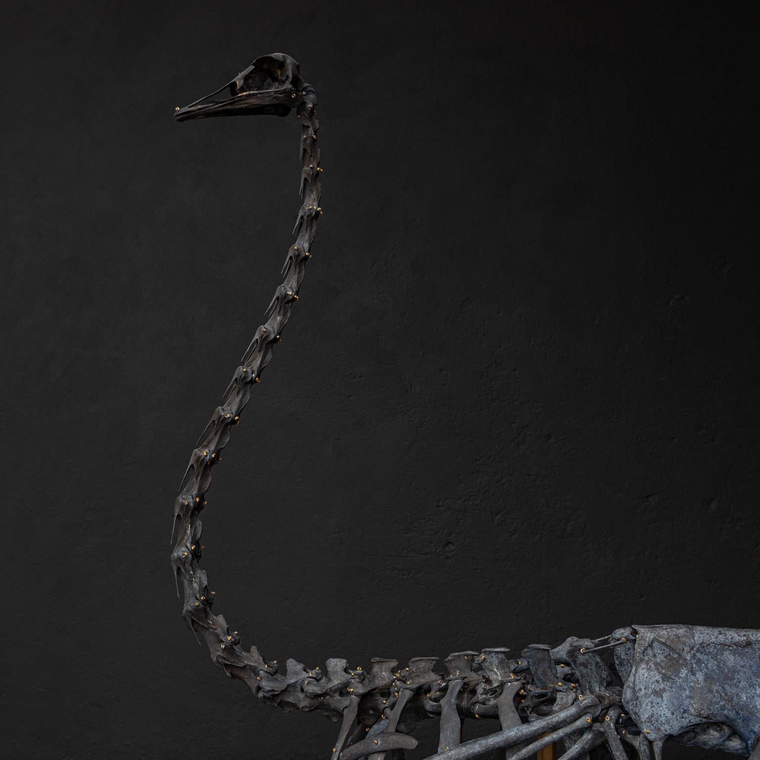 Victorien Skeleton en autruche de Darwin, Sinke Van Tongeren