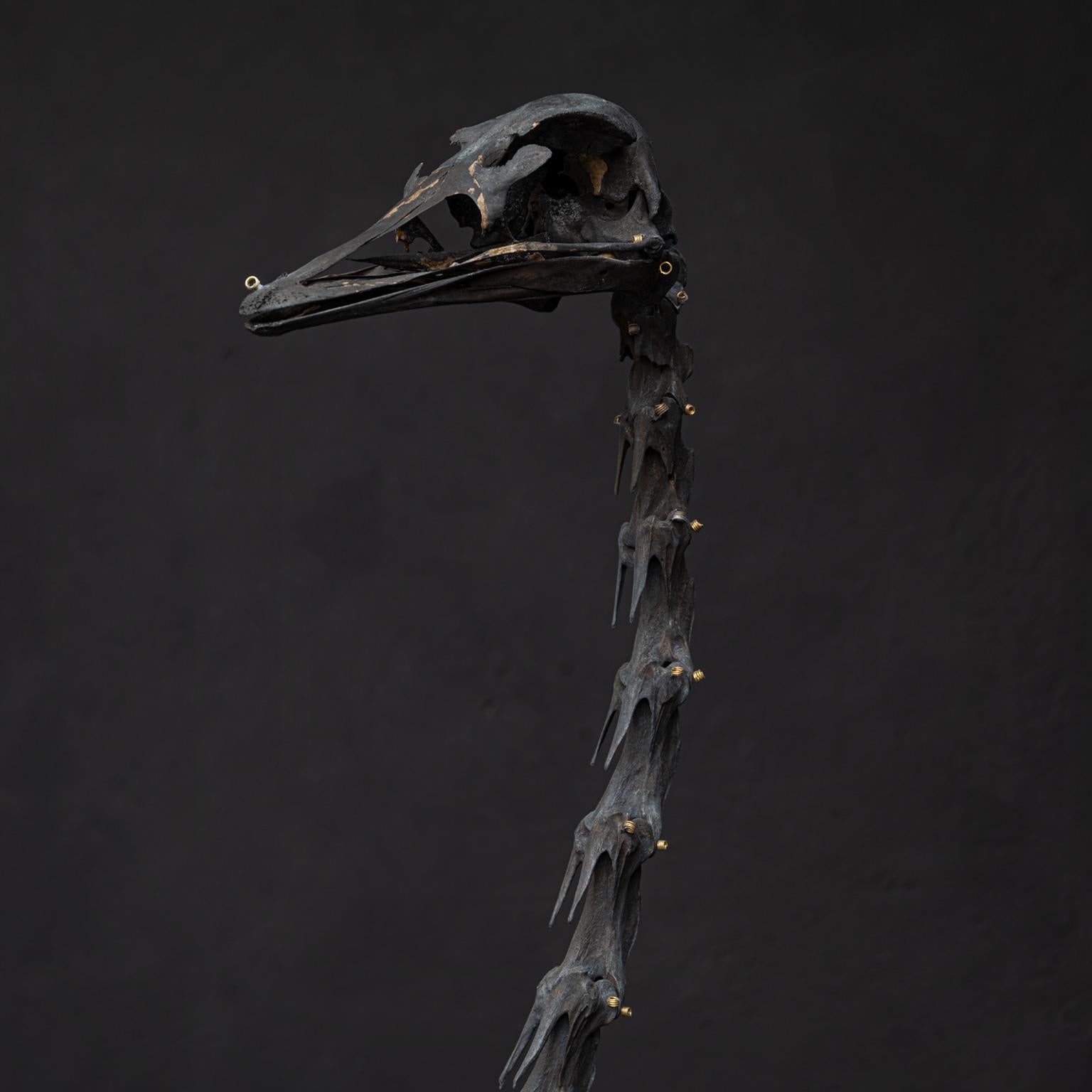 Néerlandais Skeleton en autruche de Darwin, Sinke Van Tongeren