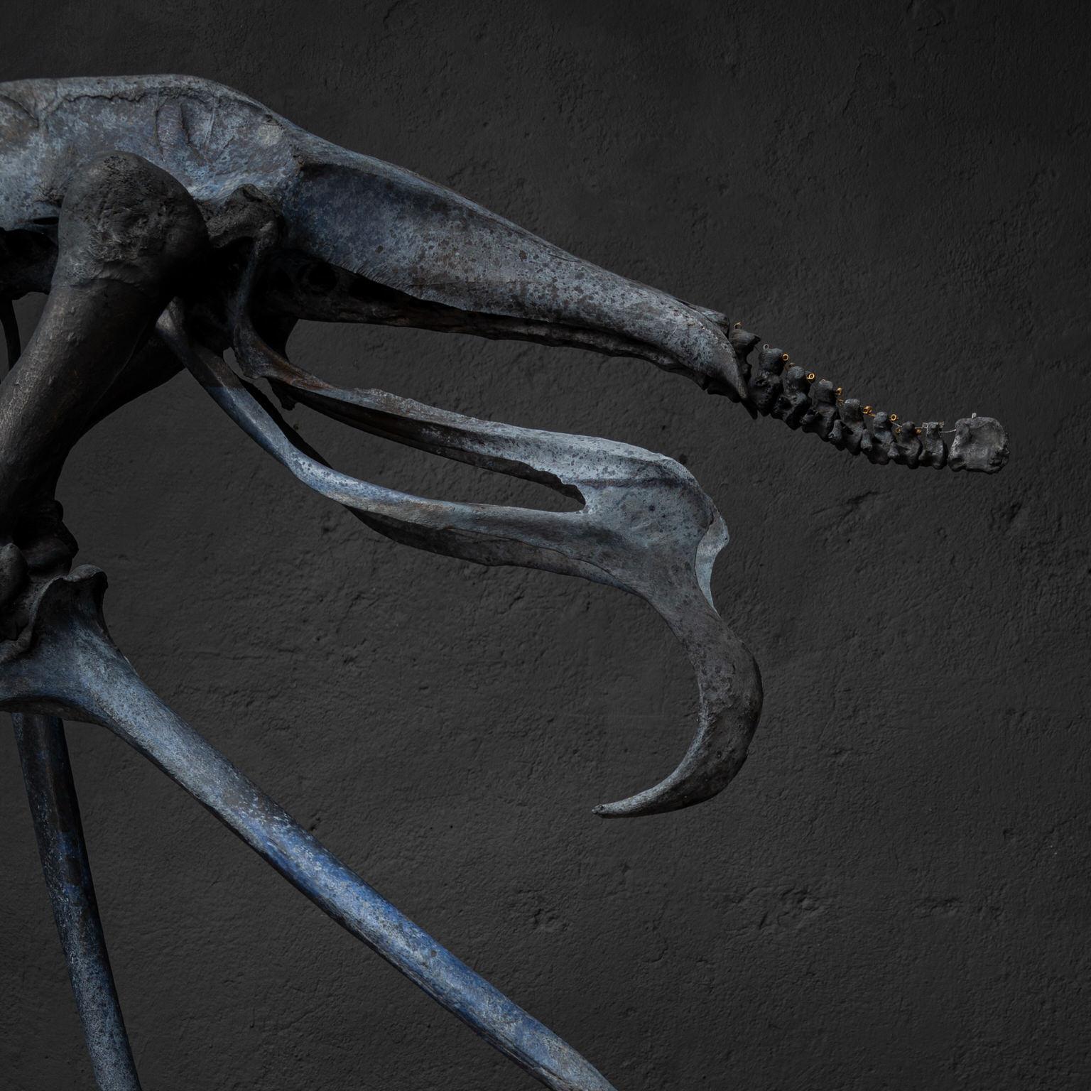 XXIe siècle et contemporain Skeleton en autruche de Darwin, Sinke Van Tongeren