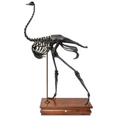 Skeleton en autruche de Darwin, Sinke Van Tongeren
