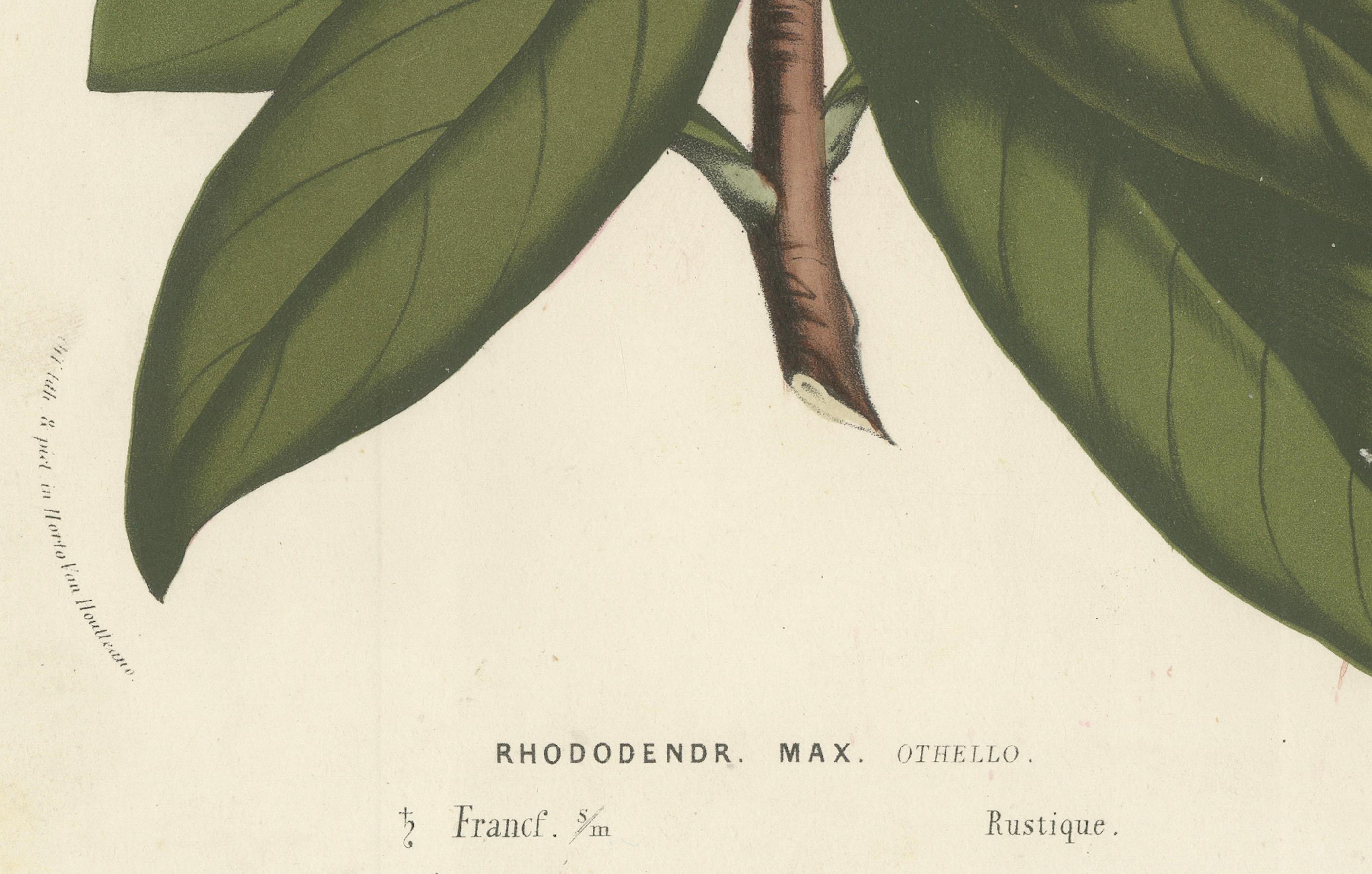 Othello Rhododendron botanische Illustration von Louis van Houtte, 19. Jahrhundert

Diese beeindruckende botanische Illustration zeigt *Rhododendron maximum 'Othello'*, eine Sorte, die für ihre tiefroten, farbenprächtigen Blüten bekannt ist. 

Das