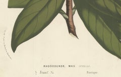 Othello Rhododendron Botanical Illustration by Louis van Houtte, 19th Century