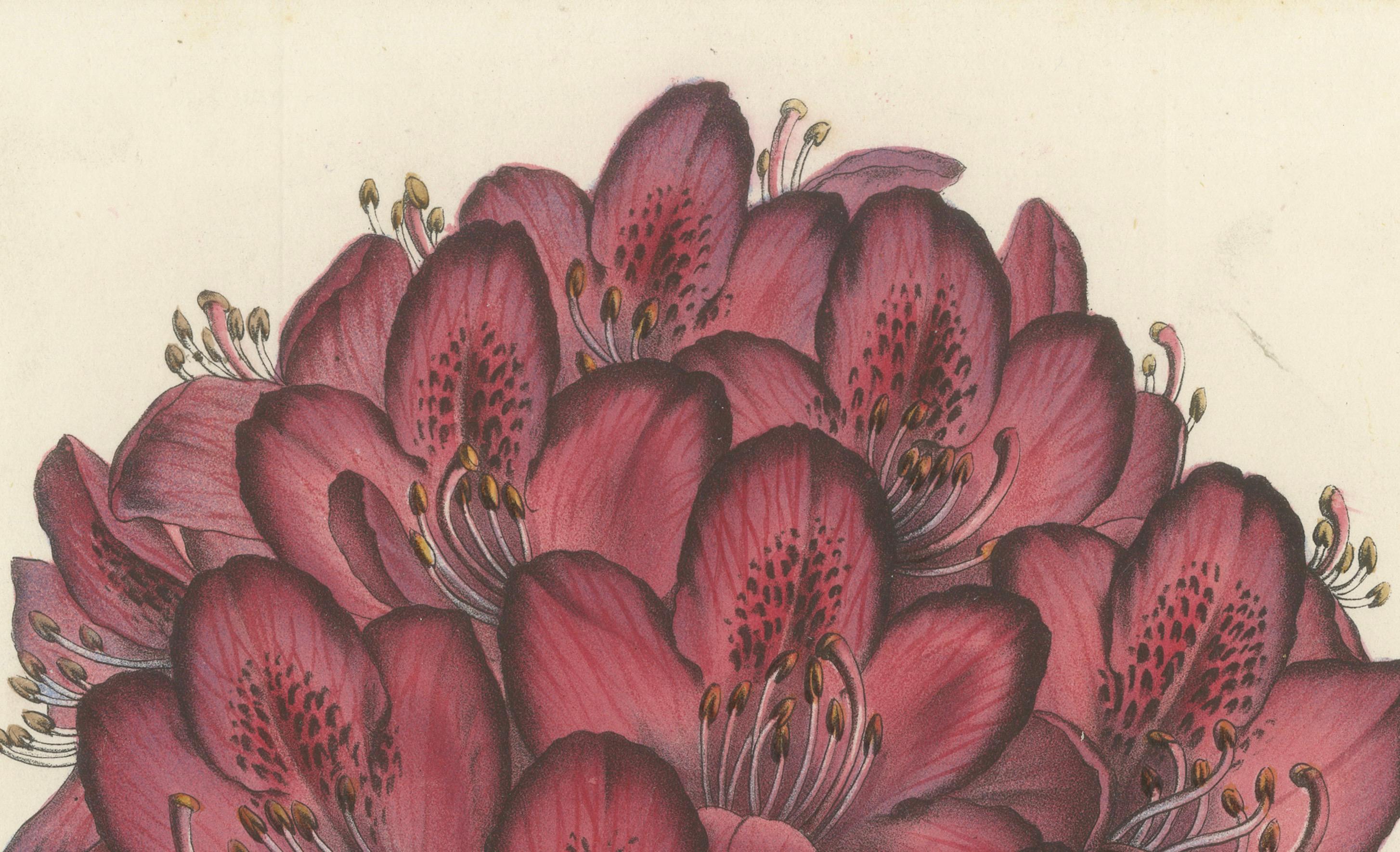 Othello Rhododendron botanische Illustration von Louis van Houtte, 19. Jahrhundert im Zustand „Gut“ im Angebot in Langweer, NL