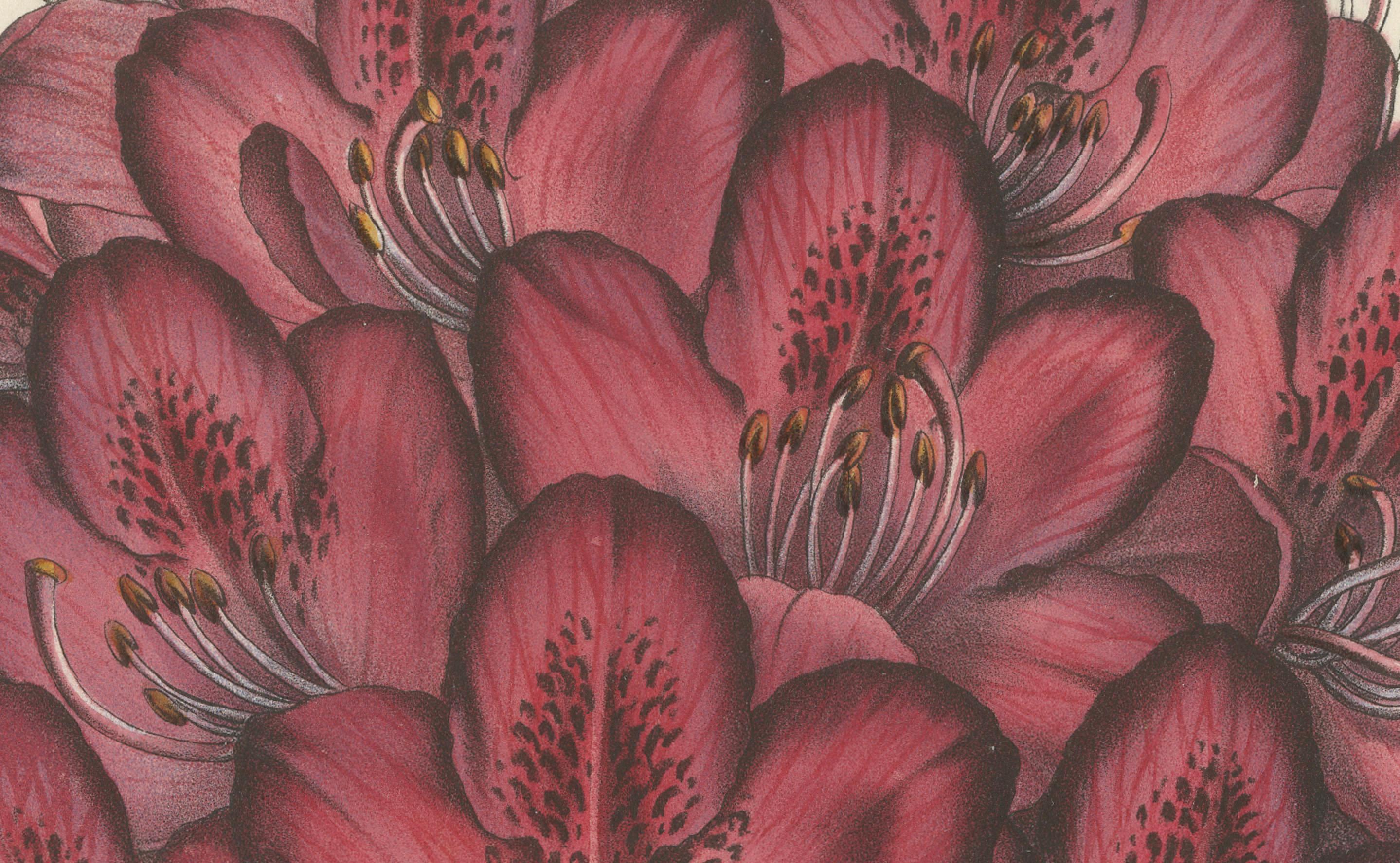 Othello Rhododendron botanische Illustration von Louis van Houtte, 19. Jahrhundert (Mittleres 19. Jahrhundert) im Angebot