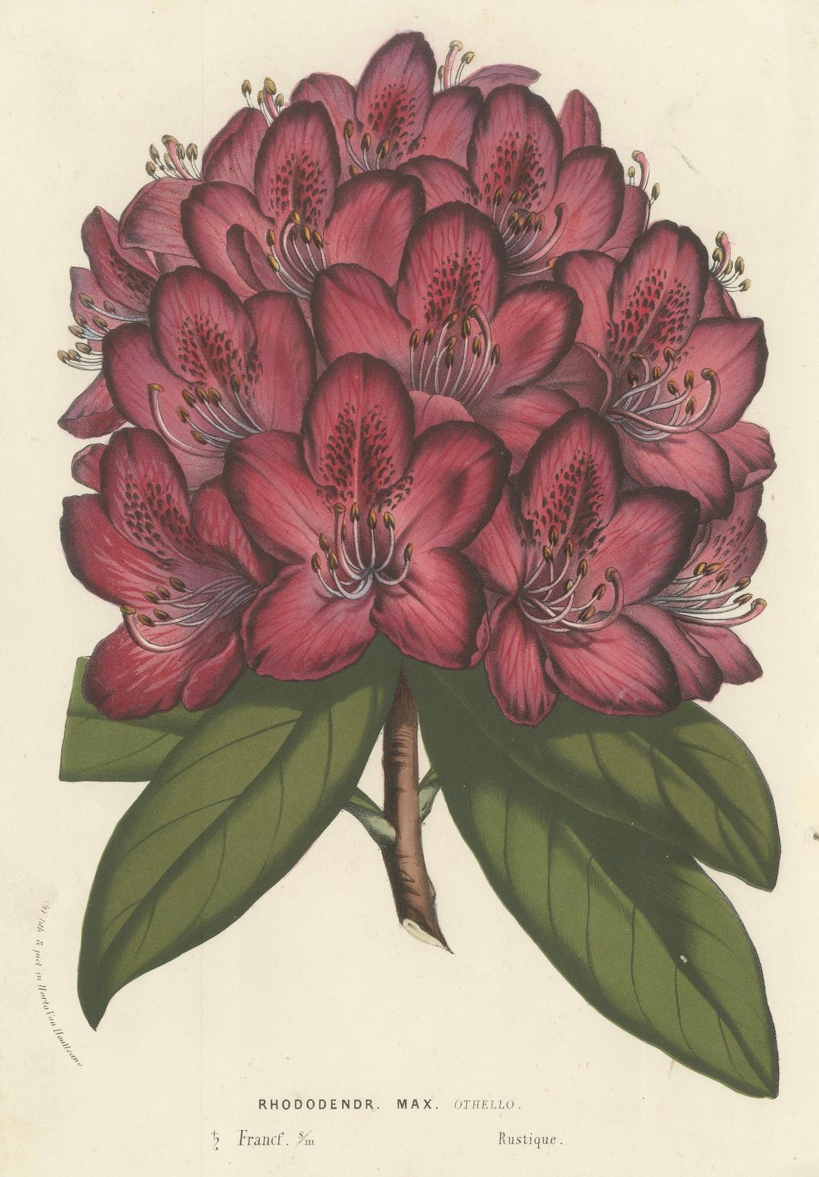 Othello Rhododendron botanische Illustration von Louis van Houtte, 19. Jahrhundert (Papier) im Angebot