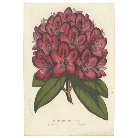 Othello Rhododendron Botanical Illustration by Louis van Houtte, 19th Century