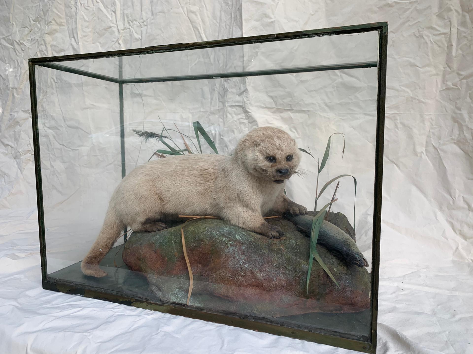 Otter and loss - Taxidermy in a glass machine - London Piccadilly, Rowland Ward Ld. 19th Century.

Taxidermy is the art and process of preserving, mounting, and displaying animal specimens for various purposes, such as scientific study, educational
