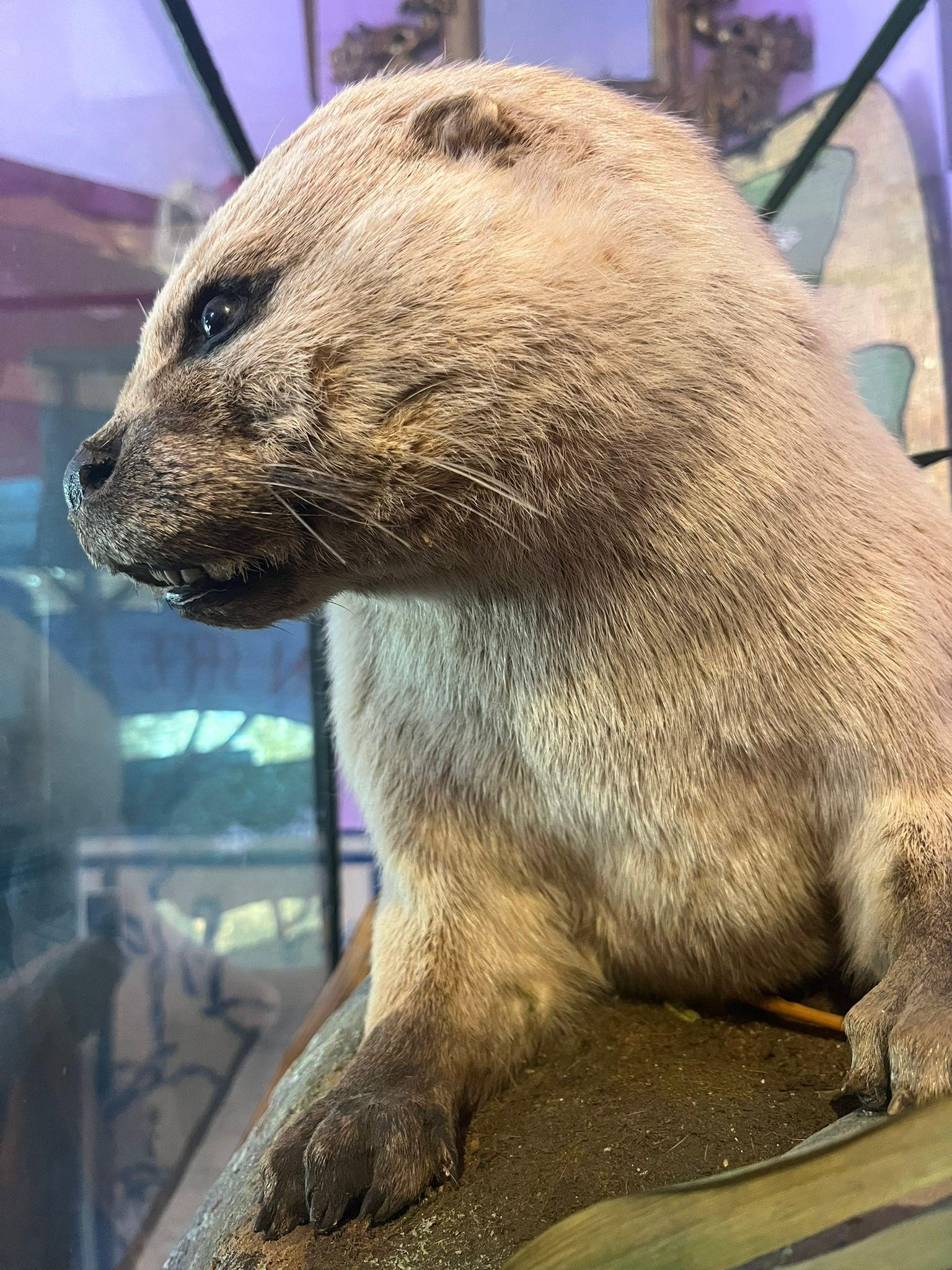 Britannique Loutre et perte, taxidermie dans une machine en verre, Londres Piccadilly en vente