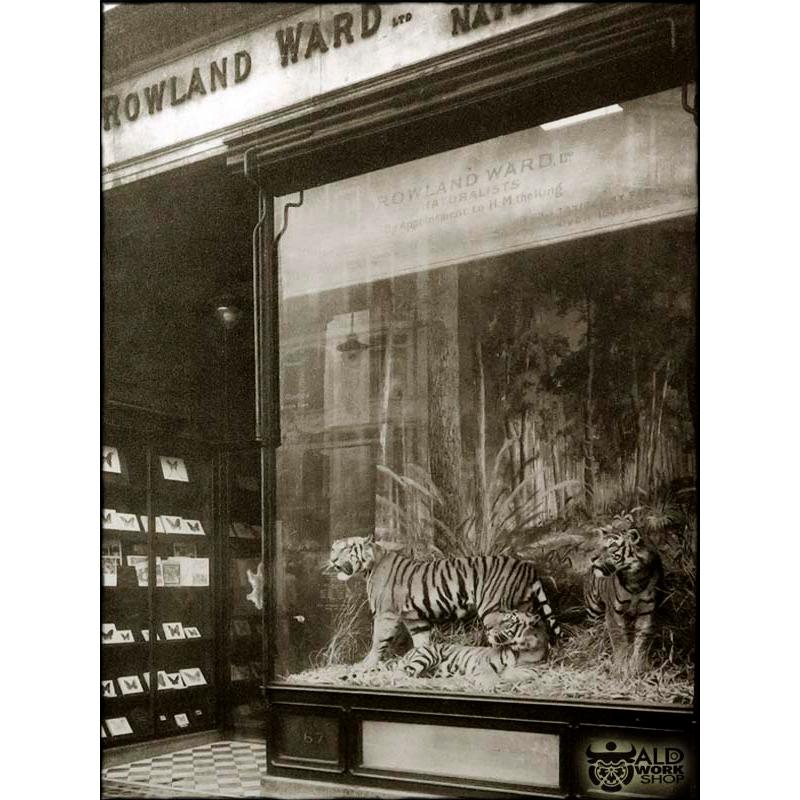 British Otter and Loss, Taxidermy in a Glass Machine, London Piccadilly For Sale