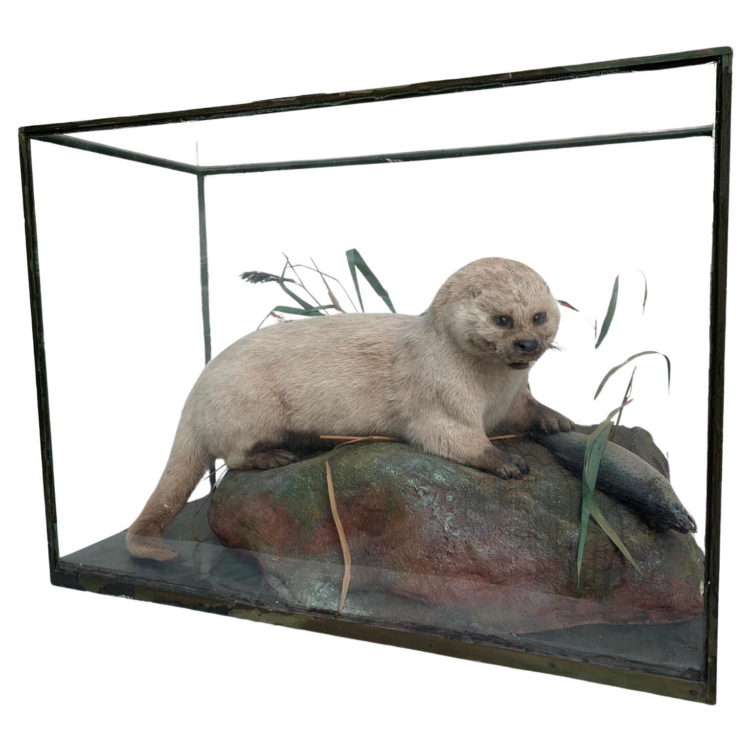 Otter and Loss, Taxidermy in a Glass Machine, London Piccadilly