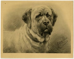 Untitled - 10. A dog portrait of a Mastiff.