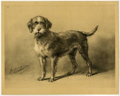 Untitled - 2. A dog breed, unidentified but possibly a (Border) Terrier.