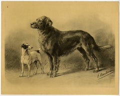 Antique Untitled - 4. Two dog breeds: an Irish Setter and an English Foxhound (?).