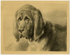 Untitled - 5. Portrait of a Bloodhound.