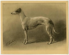 Untitled - 8. A Whippet (dog breed).