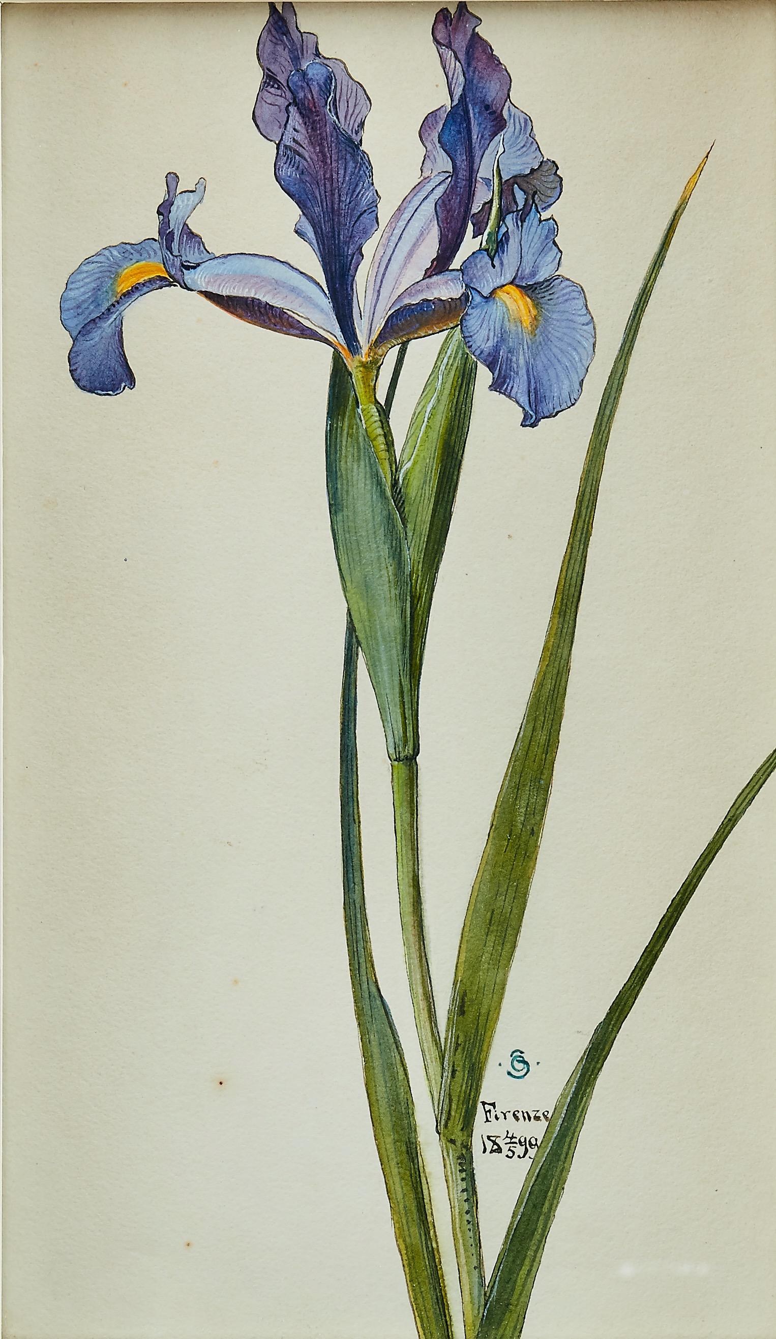 A beautiful watercolor of an Iris painted by Otto Strandman (1871-1960). Signed with monogram 'OS' and dated 'Firenze 1899'. Watercolor and gouache on paper. 

Otto Strandman received his education at the The College of Design and Crafts school in