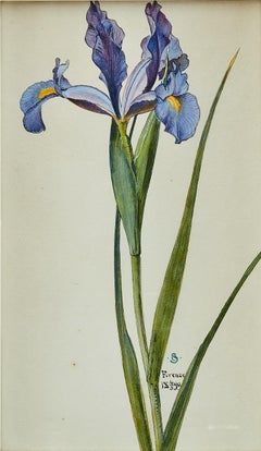 Otto Strandman, Fleur d'iris bleu.