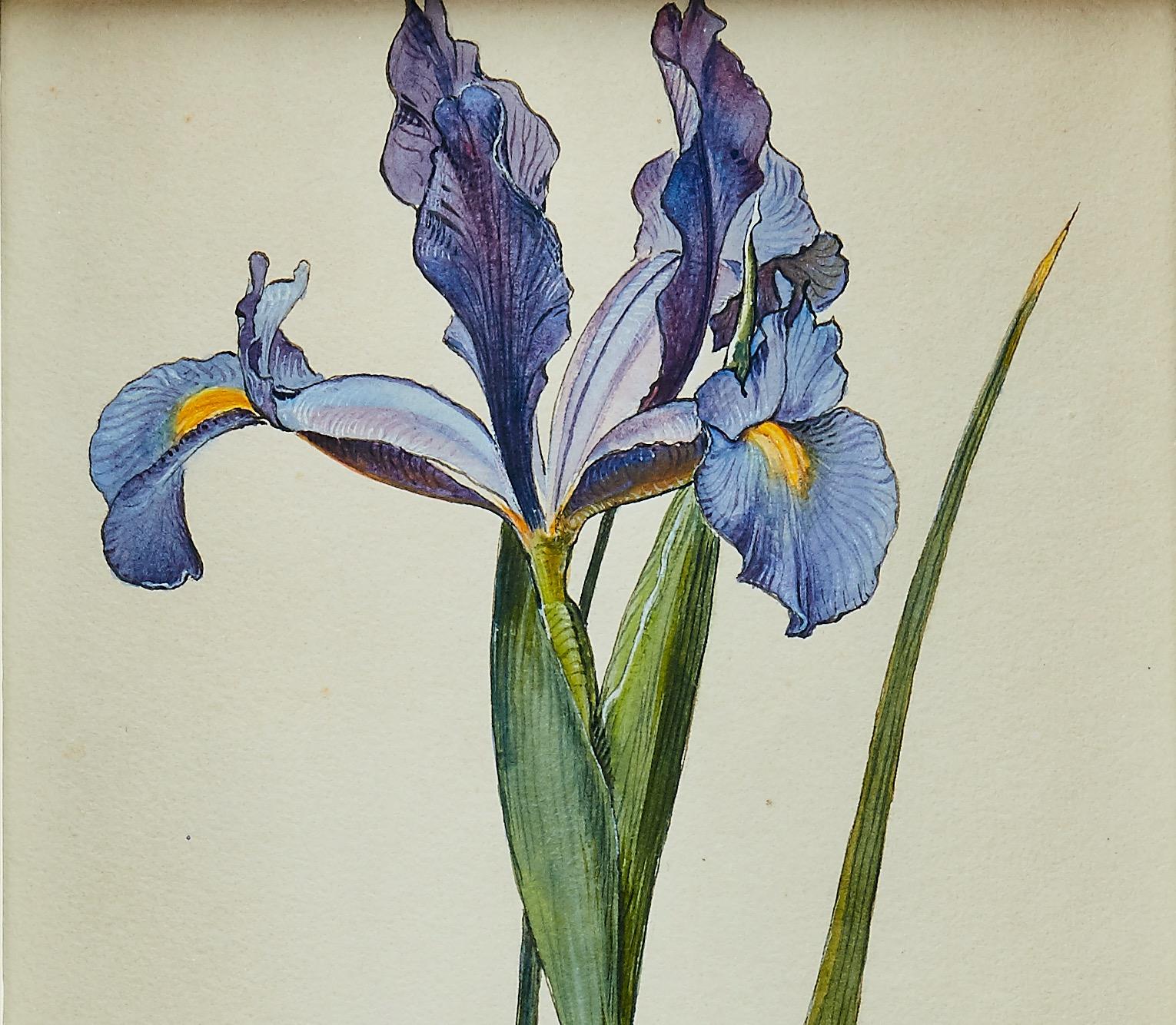 Otto Strandman, Blue Iris Flower. For Sale 3