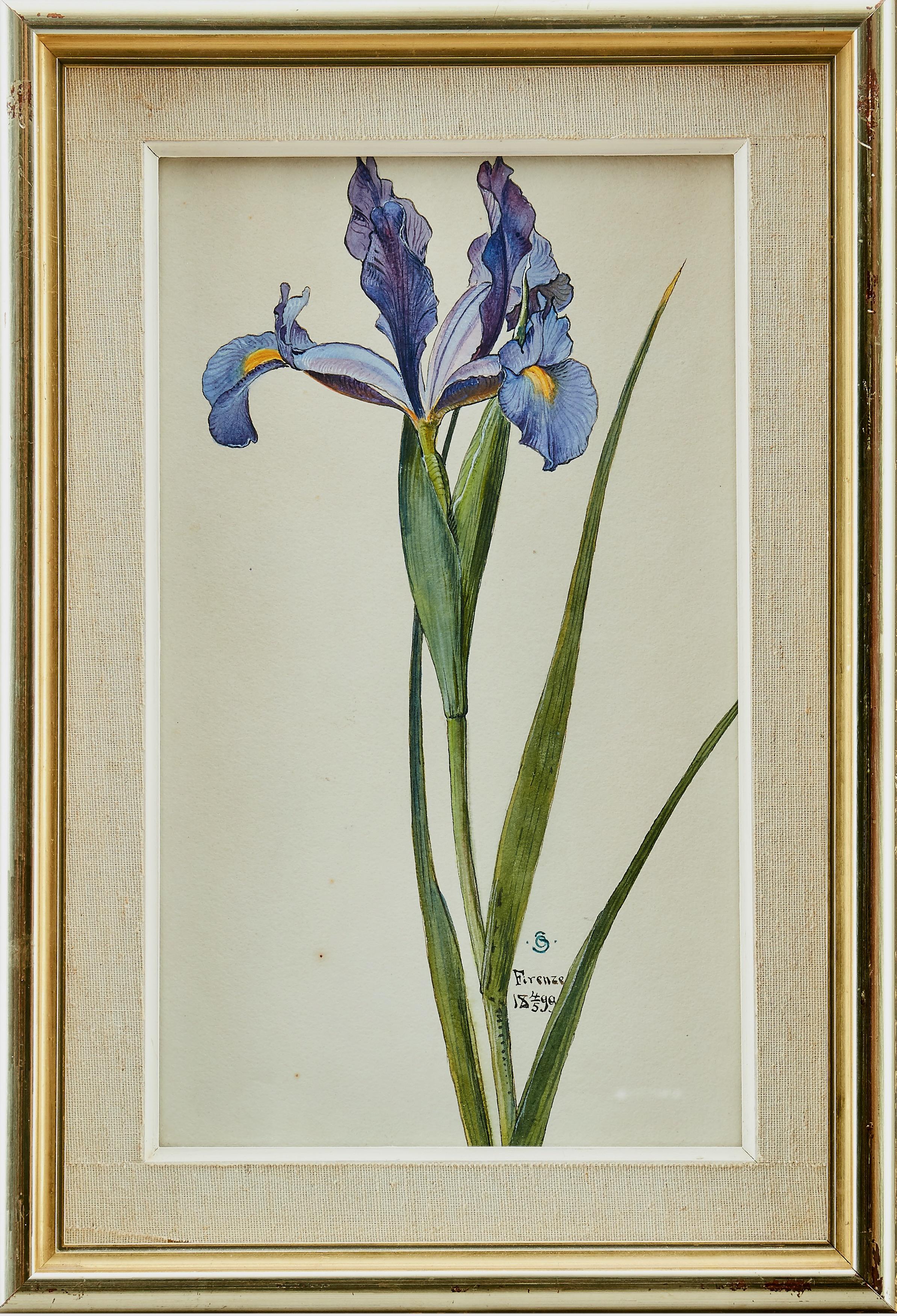 Une belle aquarelle d'un iris peinte par Otto Strandman (1871-1960). Signé avec le monogramme "OS" et daté "Firenze 1899". Aquarelle et gouache sur papier. 

Otto Strandman a fait ses études à l'École supérieure de design et d'artisanat de Göteborg
