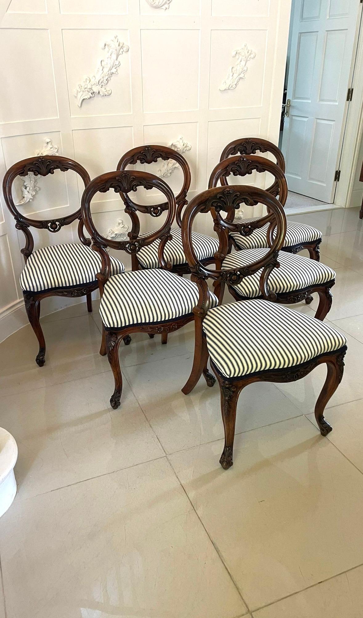 Eccezionale set di 6 sedie da pranzo antiche vittoriane in noce intagliato con un magnifico schienale a palloncino in noce intagliato con supporti a forma di voluta in noce intagliato, sedute recentemente rivestite in un tessuto di qualità, fregio