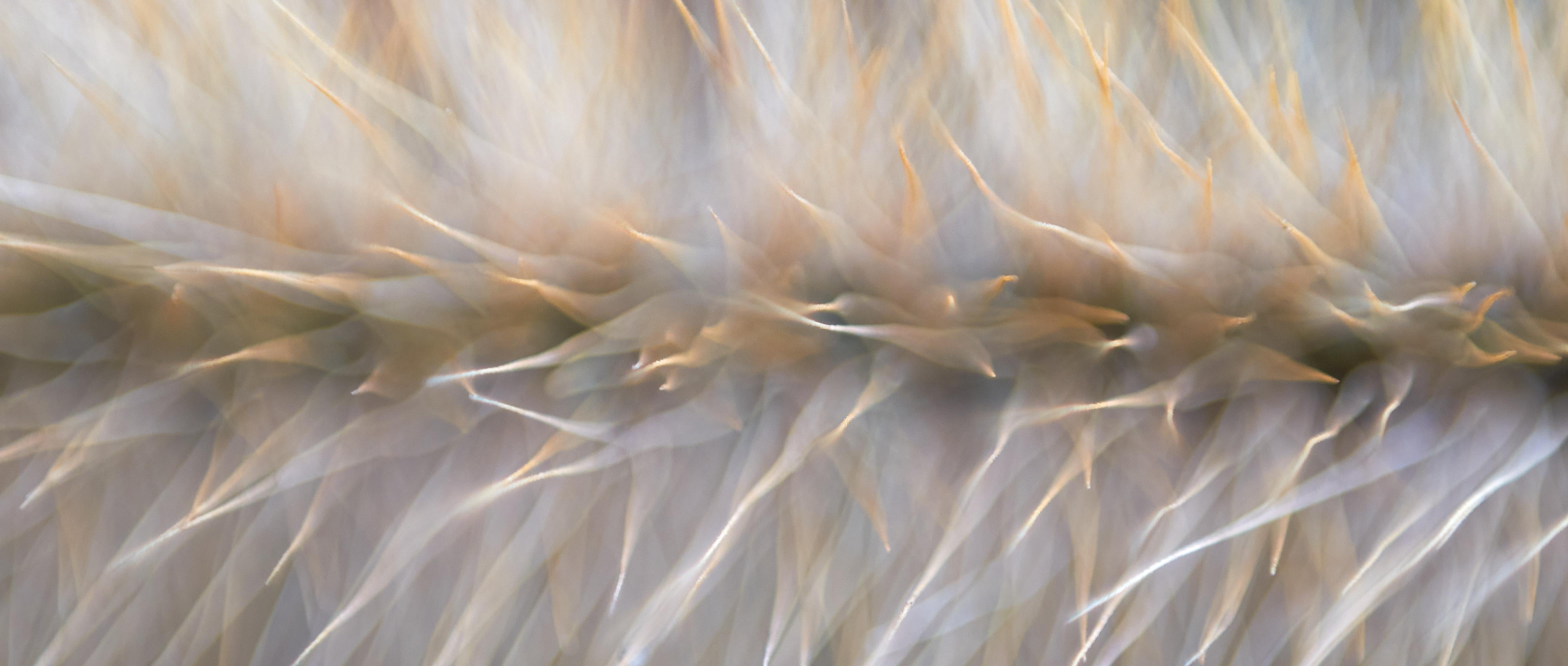 Macro photography - Giclée print on archival Hahnemühle paper 308 gsm
Finest Quality - Archival properties with lasting up to 400 years
Print will be produced, numbered and signed upon purchase and will be shipped in secure packaging with included