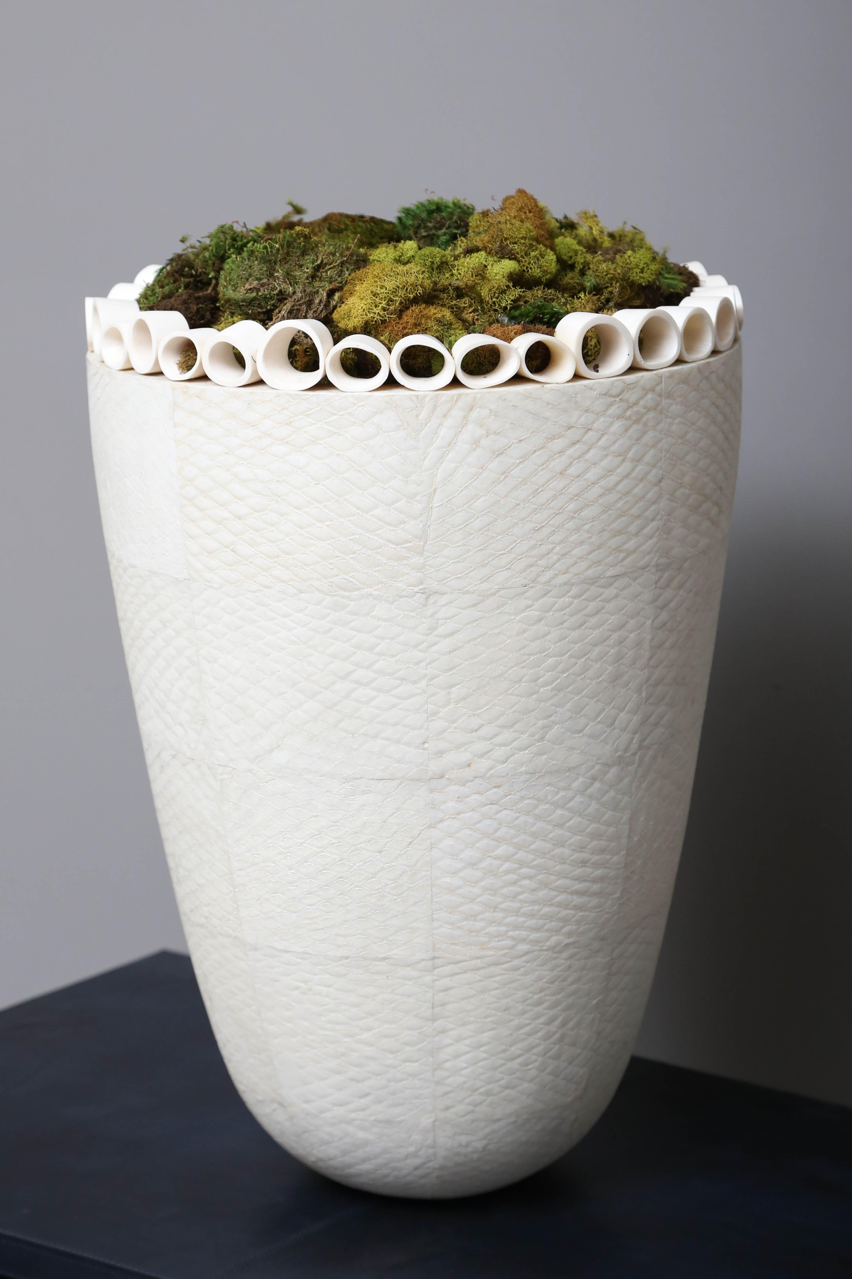 Gorgeous tall planter in bleached fish skin with bone accents.