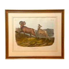 "Ovis Montana. Litografia colorata a mano “Pecora delle Montagne Rocciose”, John James Audubon