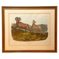 "Ovis Montana. Litografia colorata a mano “Pecora delle Montagne Rocciose”, John James Audubon