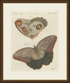 Owl Butterfly from Suriname, Antique Bertuch Print, Vienna, circa 1805