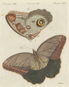 Owl Butterfly from Suriname, Antique Bertuch Print, Vienna, circa 1805