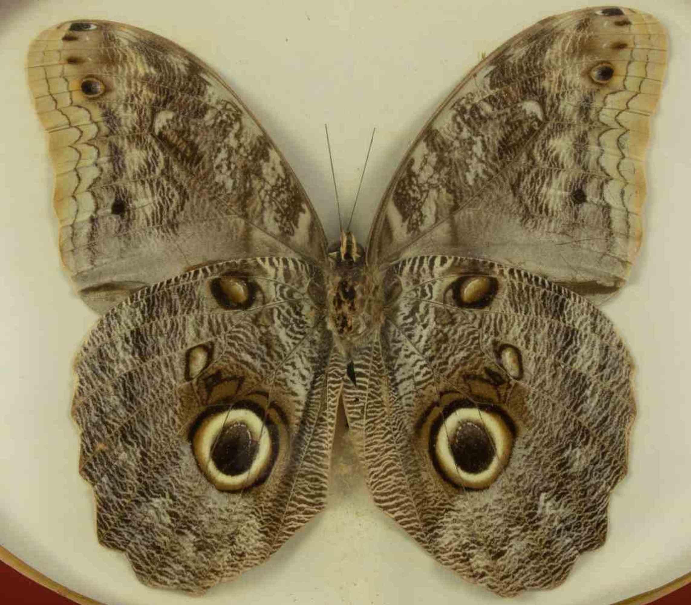 Modern Owl Butterfly with frame - 1970s For Sale