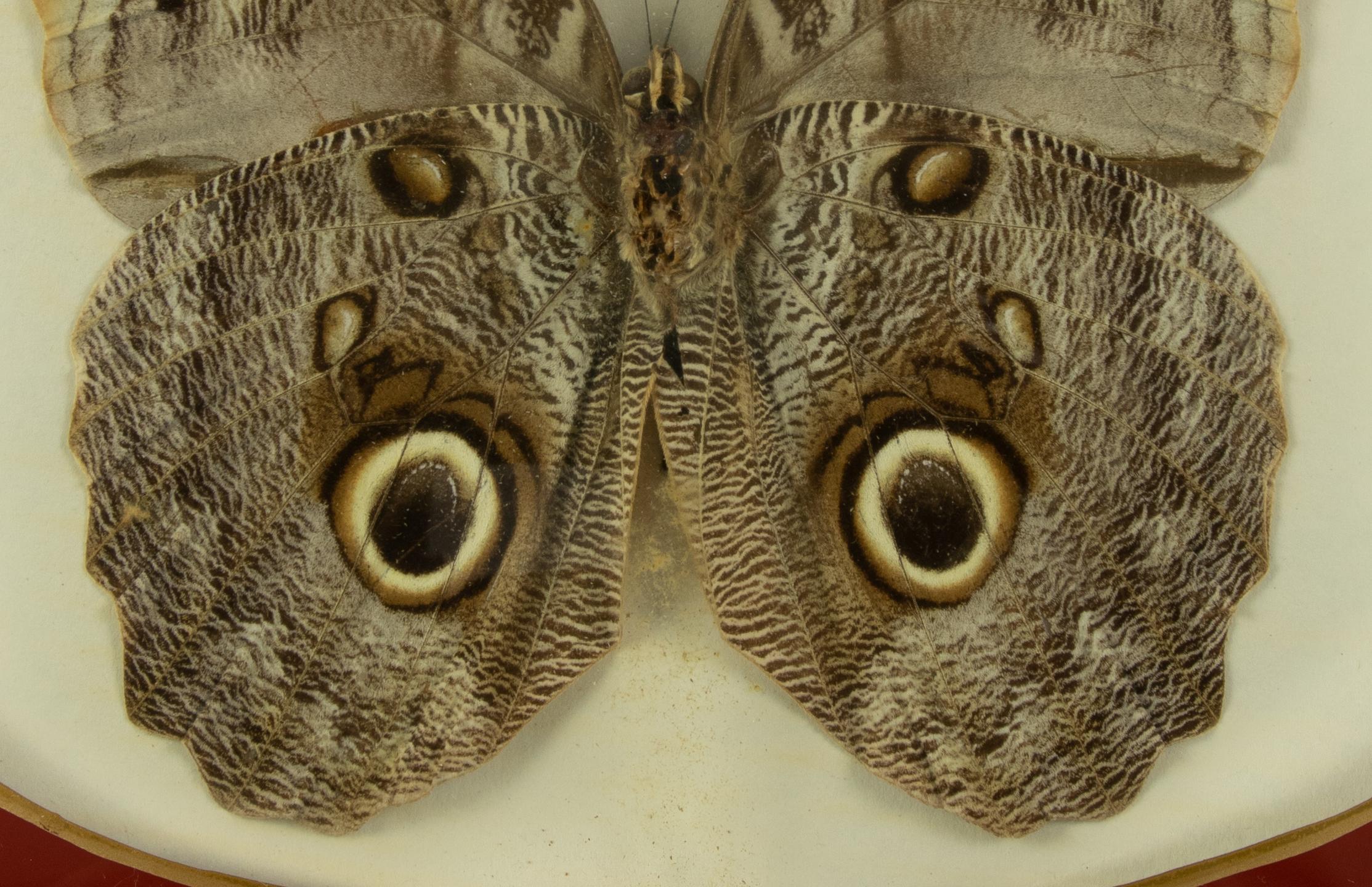 Italian Owl Butterfly with frame - 1970s For Sale