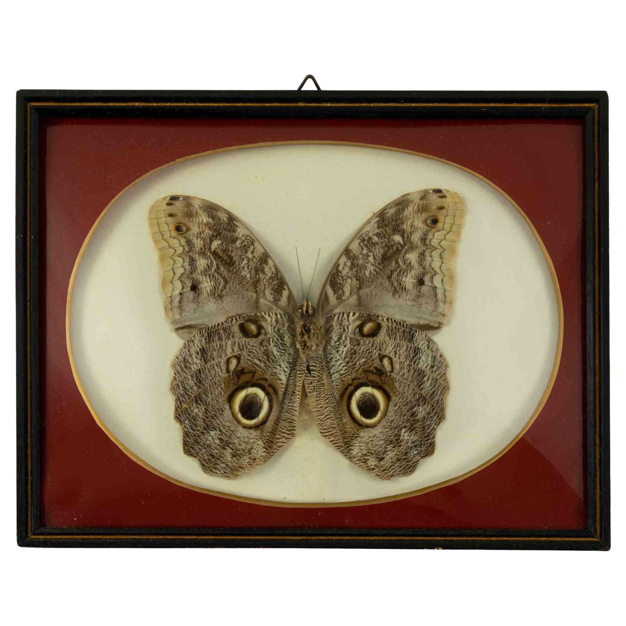 Papillon en forme de hibou avec cadre - 1970