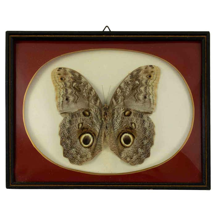 Owl Butterfly Specimen in Frame, Modern Style, Italy, 1970s For Sale at ...
