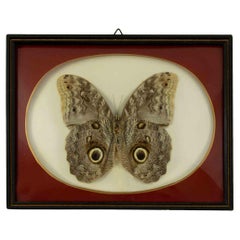 Owl Butterfly with frame - 1970s