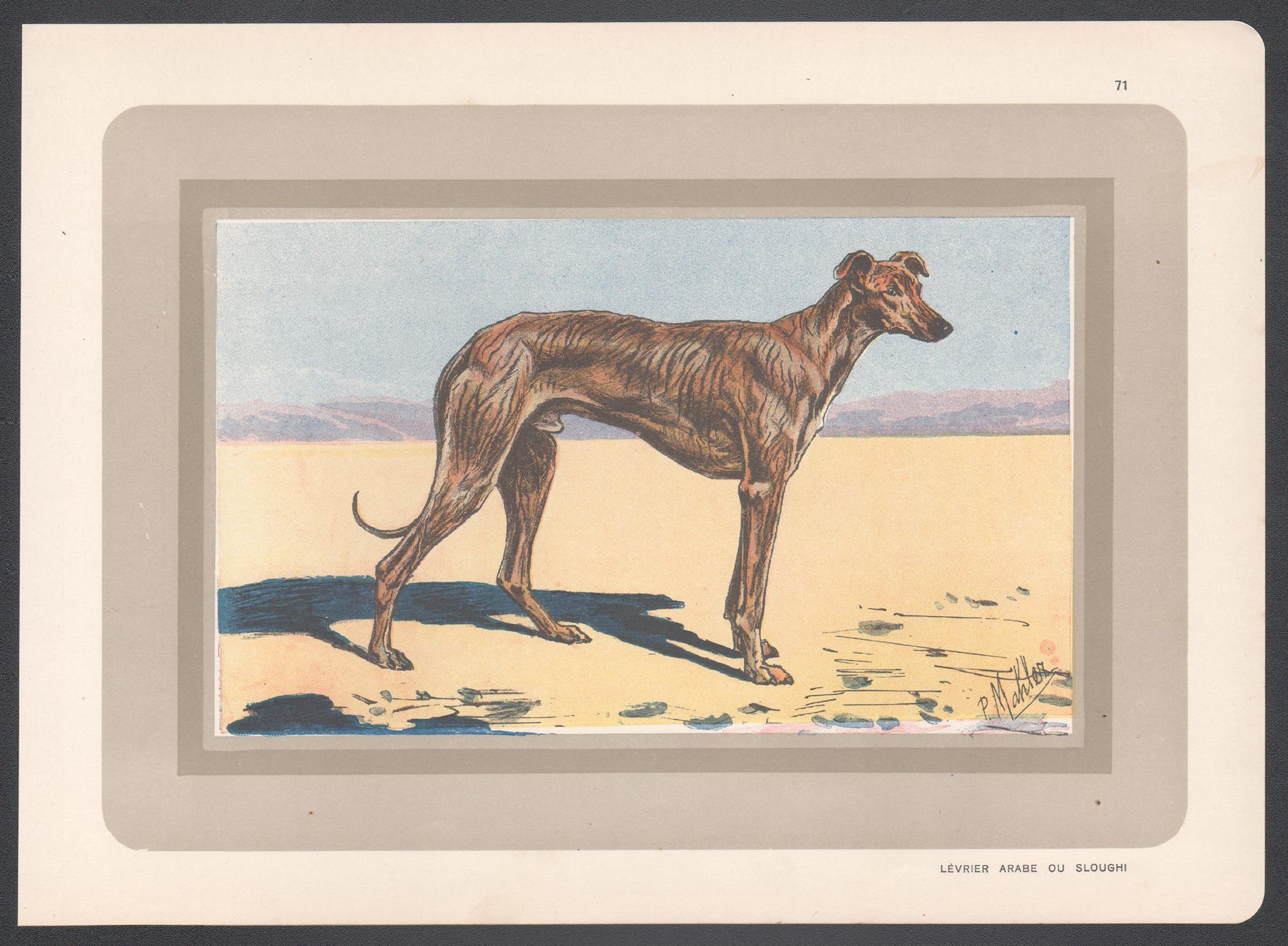 Arabischer Windhund oder Sloughi, französischer Hunde-Chromolithographiedruck, 1930er Jahre – Print von P. Mahler