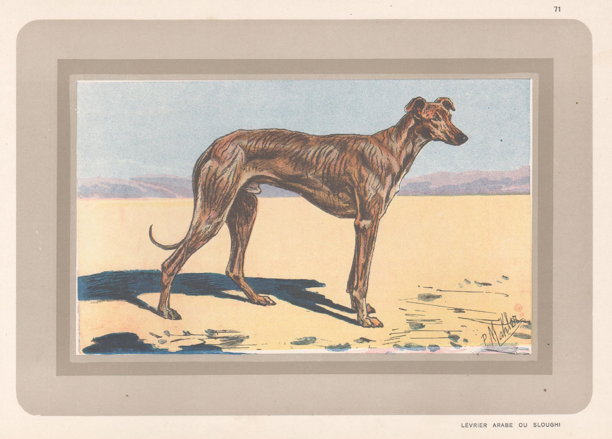 Animal Print P. Mahler - Impression chromolithographie française d'un lévrier ou d'un lévrier arabe, années 1930