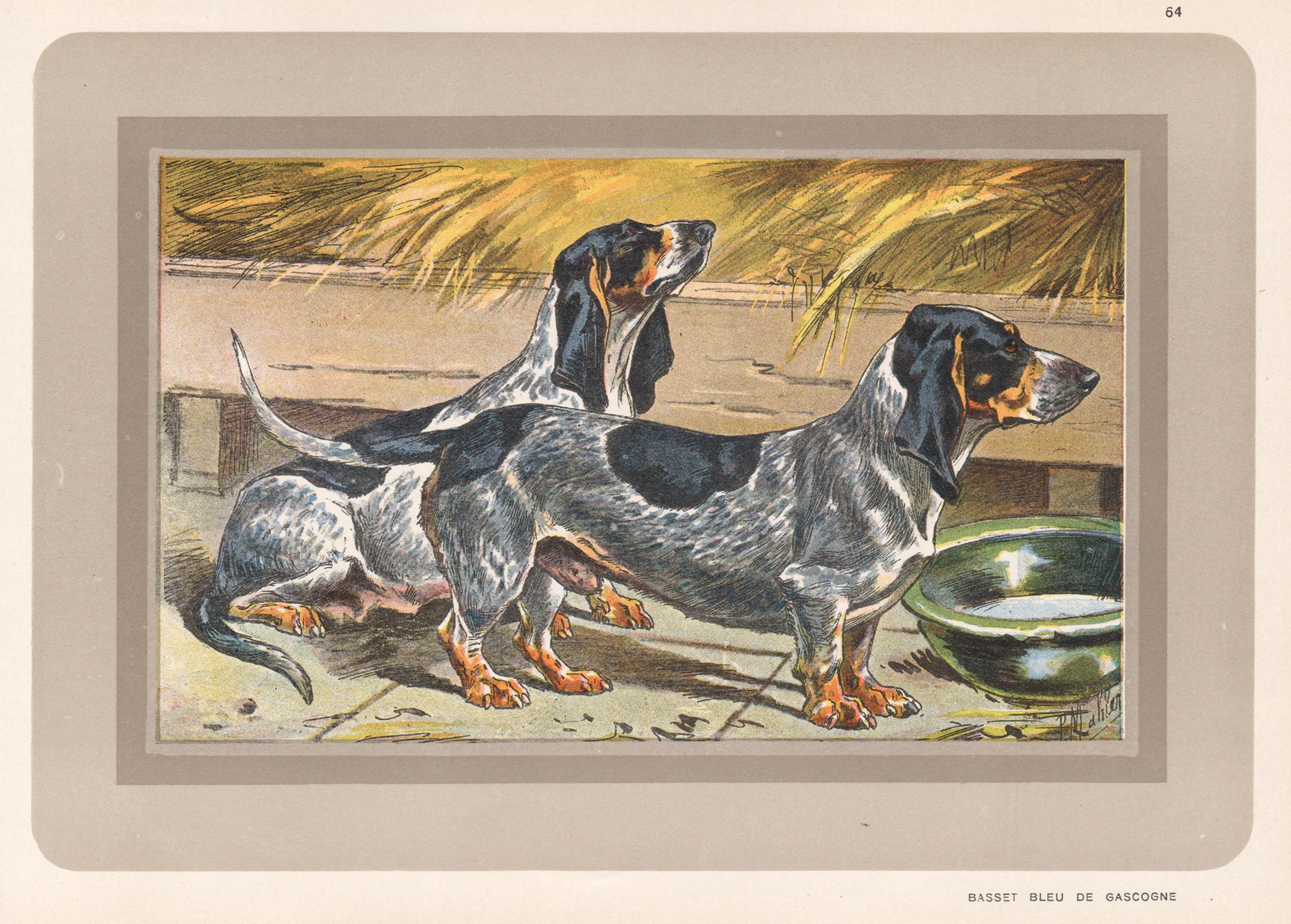 Animal Print P. Mahler - Basset Bleu de Gascogne, impression chromolithographie de chien de chasse français, années 1930