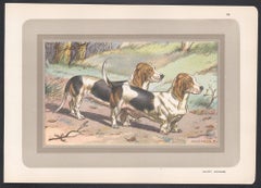 Basset Normand, perro sabueso francés cromolitografía, años 30