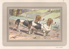 Vintage Basset Normand, French hound dog chromolithograph, 1930s