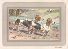 Basset Normand, French hound dog chromolithograph, 1930s