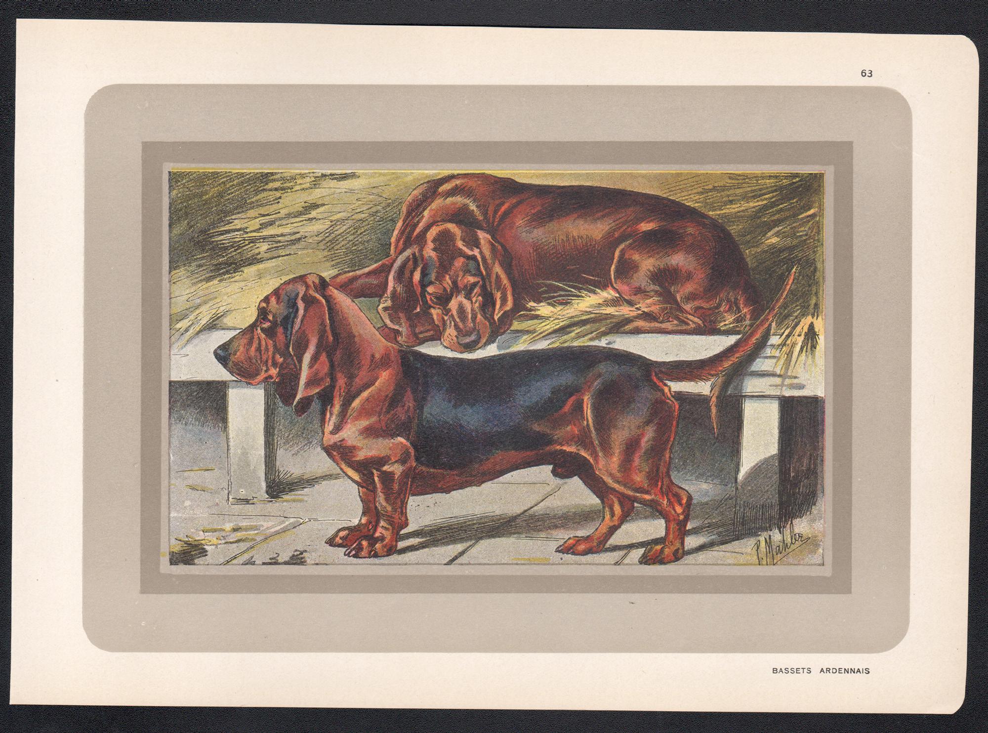 Bassets Ardennais, French hound dog chromolithograph print, 1930s - Print by P. Mahler