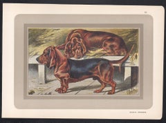 Bassets Ardennais, French hound dog chromolithograph print, 1930s