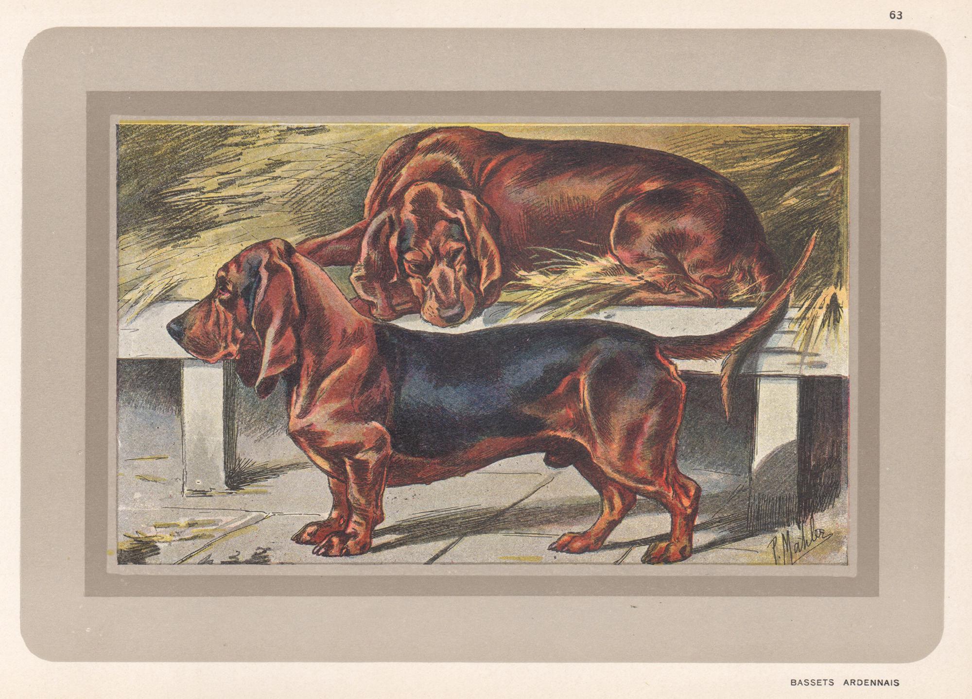 Animal Print P. Mahler - Bassets Ardennais, impression chromolithographie française d'un chien de chasse, années 1930