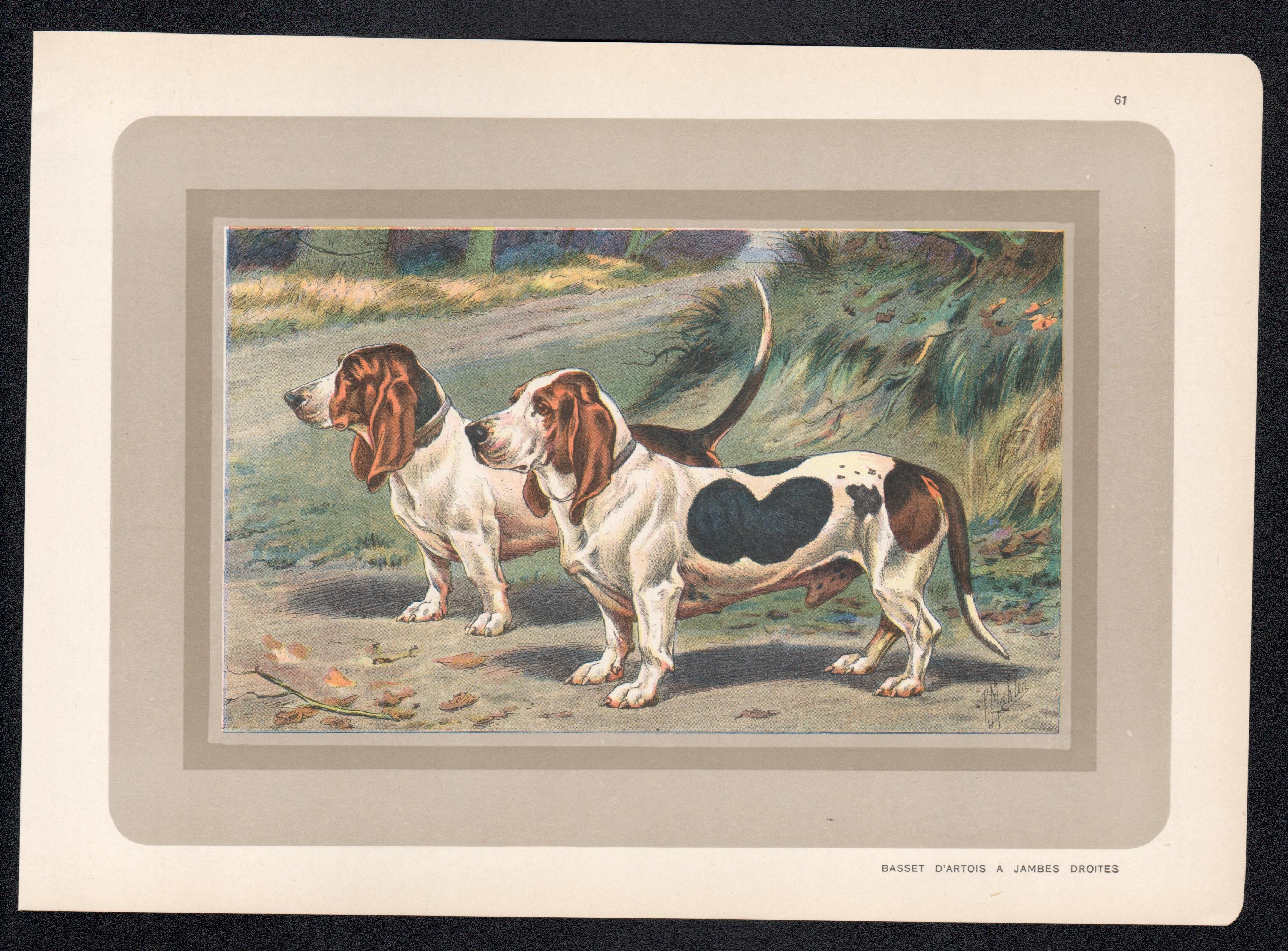 Bassets D'Artois a Jambes Droites, impression chromolithographie de chien de chasse français des années 1930 - Print de P. Mahler
