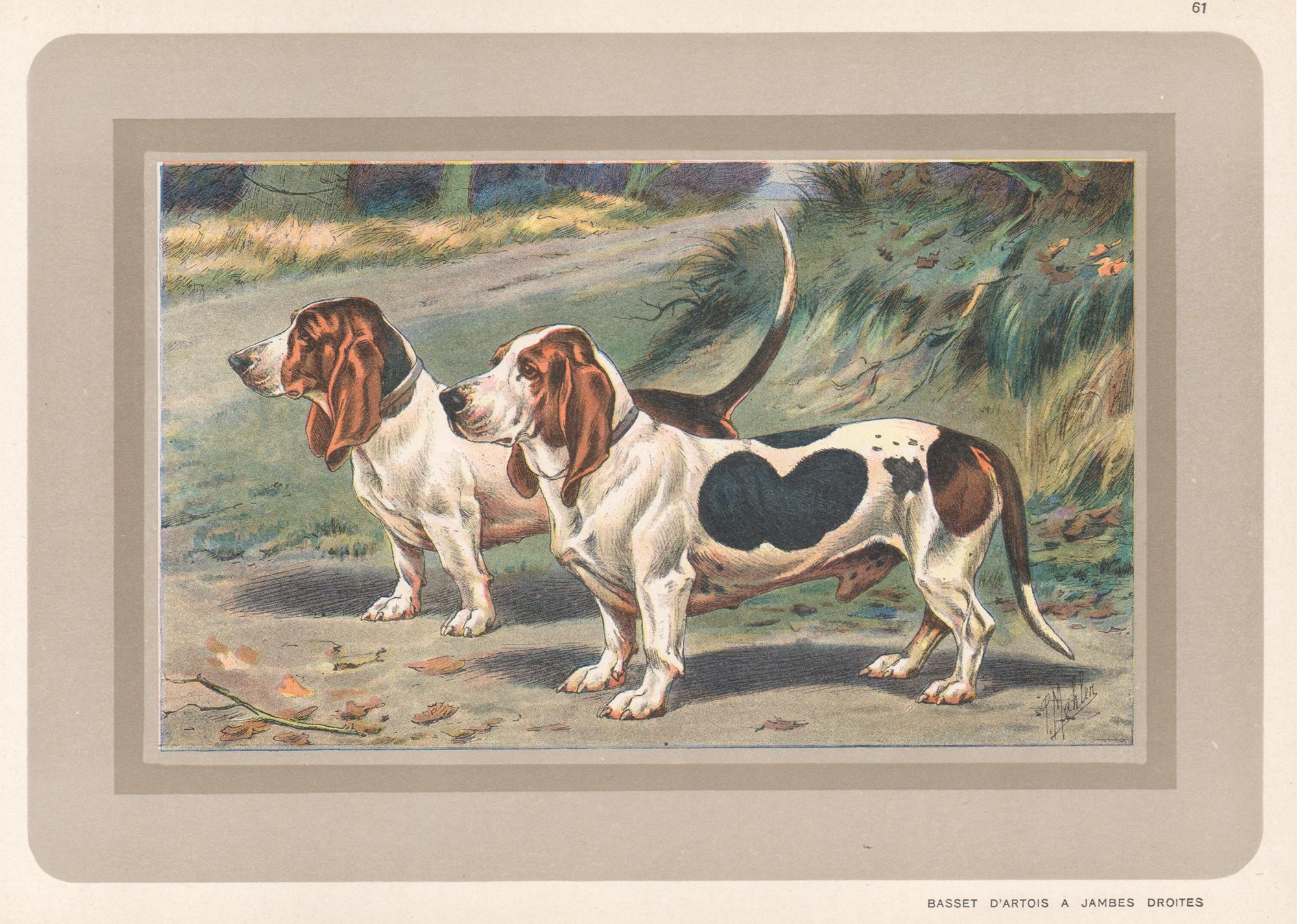 P. Mahler Animal Print - Bassets D'Artois a Jambes Droites, French hound dog chromolithograph print 1930s